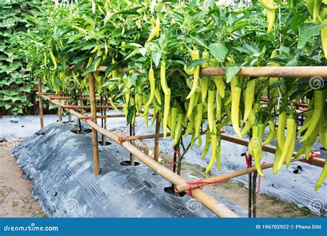 Close Up Chili Farming Raw Long Green Chili At Farm Background Stock