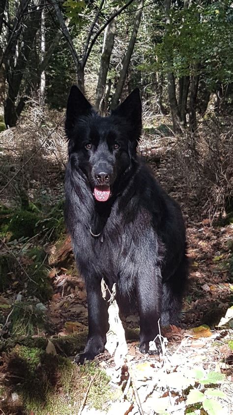 A Large Black Dog Standing In The Woods
