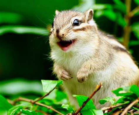Smiling chipmunk | Smiling animals, Animals, Happy animals