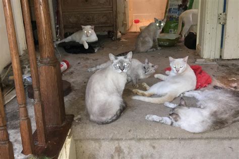 Maryland Woman Charged With Animal Cruelty After More Than 120 Cats