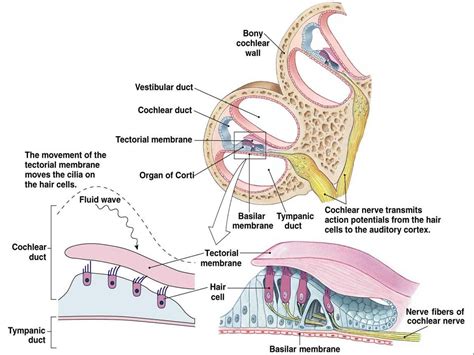 Associate Degree Nursing Physiology Review Ear Anatomy Inner Ear
