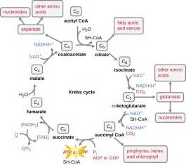 It uses oxygen to convert macronutrients (carbohydrates, fats, and protein) to atp. Catabolism of Carbohydrates - Microbiology