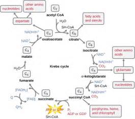 Byproducts of carbohydrates are involved in the immune system, the development of the other macronutrients are protein and fats. Catabolism of Carbohydrates - Microbiology