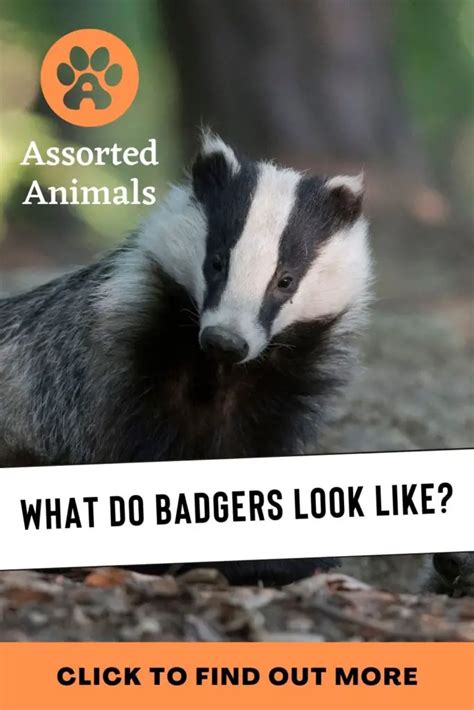 What Do Badgers Look Like Assorted Animals