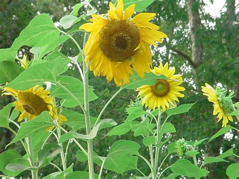 Learn how easy it is to grow spectacular sunflowers in your garden. How to Grow Sunflowers in Your Backyard