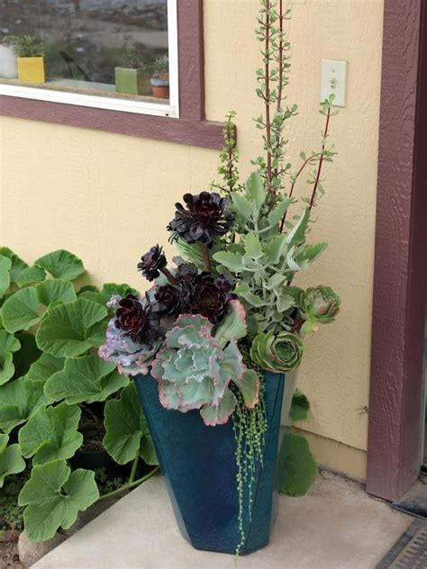 9 Succulent Container Garden Recipes Hgtv Succulents In Containers
