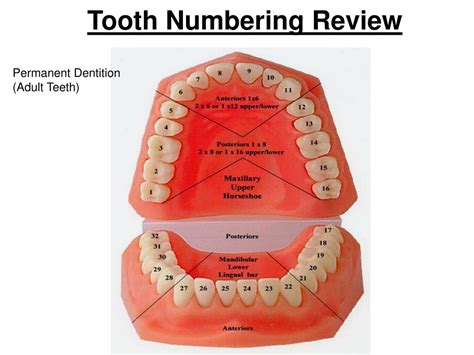 Ppt Lecture Week 1 Chapter 4 Powerpoint Presentation Free Download