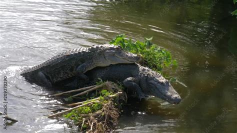 Alligators Male And Female During Mating Period Mate In Water Gator