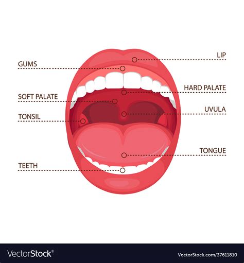 Anatomy Human Open Mouth Medical Royalty Free Vector Image