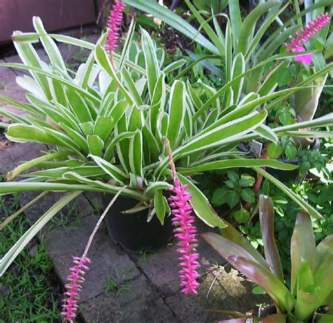 Maybe you would like to learn more about one of these? Bromeliad Plant and Flower Care Growing Indoor and Outdoor