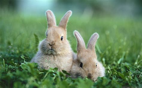 Fondos De Escritorio De Conejos Fondos De Conejos