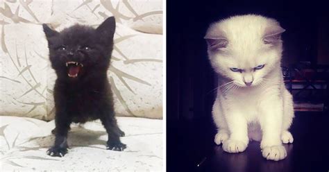 10 Angry Kittens Who Demand To Be Taken Seriously Right Meow Catlov