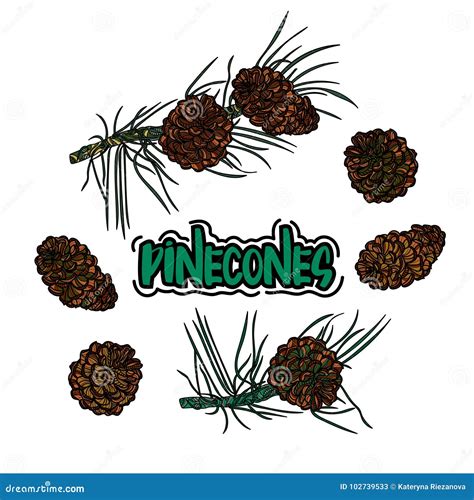 Pine Cone Set Stock Vector Illustration Of Design 102739533