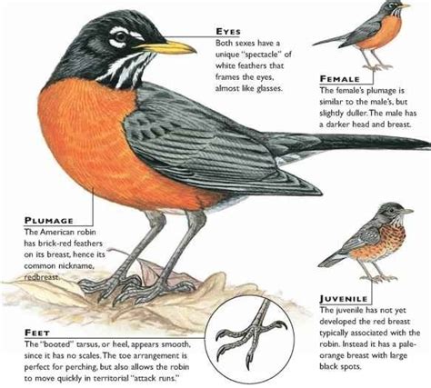 Bird watching and birding tips, bird identification, feeders and food american robins are a sign to many people that spring has arrived. American Robin coloring, Download American Robin coloring ...