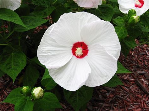 It helps you to relieve from high bp, cholesterol, immune and inflammatory problems it can grow to ten feet in length and breadth; White Hibiscus Rain Flower Essence