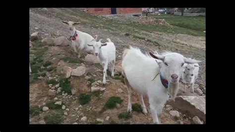 Kürtün ilçesi söğütlü köyü sınırları içerisinde yer alan kazıkbeli yaylası, gümüşhane ve giresun köylerinin kullanımında. KAZIKBELi YAYLA HATIRASI 2014 - YouTube