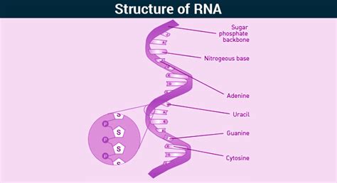 Rna Structure Functions And Types Of Rna