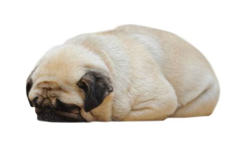 Transparent Pugs — Sleepy Transparent Pug