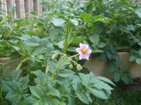 Does produce junction have flowers. Do Potato Plants Bloom - Why Potato Plants Flower And Fruit