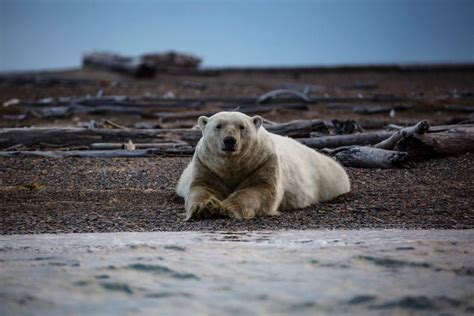 Global Warming Is Driving Polar Bears Toward Extinction Researchers
