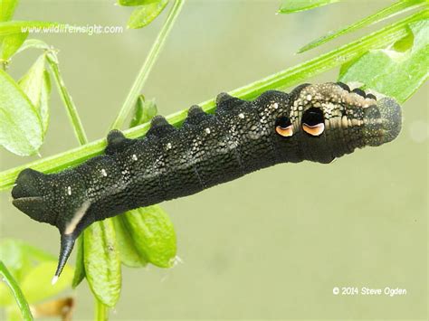The Most Common Garden Caterpillar In The Uk Wildlife Insight