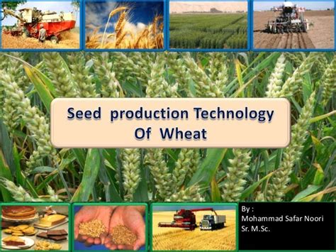 Seed Production Technology Of Wheat