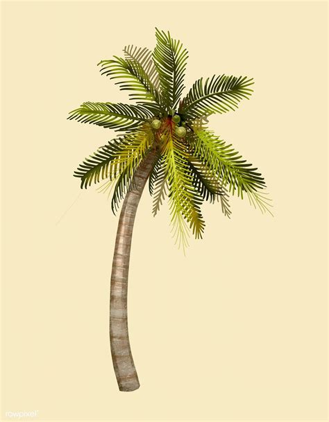 Download Premium Psd Image Of Tropical Coconut Palm Tree Illustration