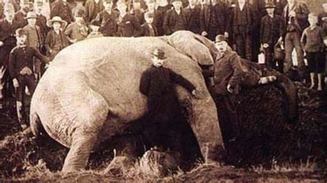 A Tr Gica Hist Ria De Jumbo O Elefante Mais Famoso Do Mundo Eco Fortal