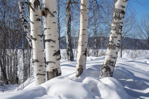 Birch Trees Images Browse 584861 Stock Photos Vectors And Video
