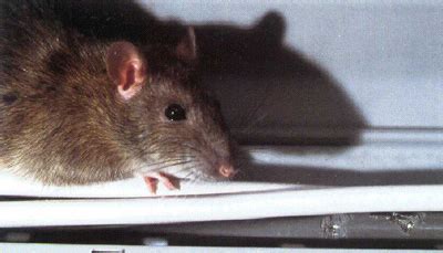 Generally, a rat cannot survive longer than a camel without water. Rats chew through electrical wires which can cause fires.
