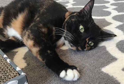 Tortoiseshell Tortie Cat For Private Adoption In San Diego California