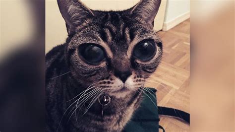 *i do not own, nor have created the voice overs* cats instagram: How Matilda, the Alien-Eyed Cat, Came to Have Her ...