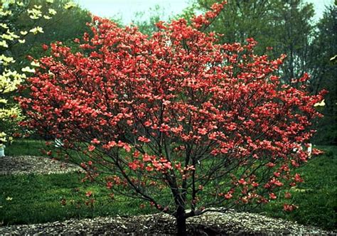 Small trees are great for any landscape. Dwarf Ornamental Trees | Displaying (18) Gallery Images ...