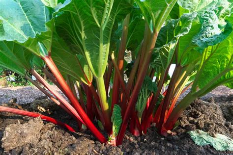 How To Plant Rhubarb In Your Garden Tricks To Care