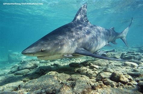 They have often been found hundreds of km from the sea. Bull sharks - going up and down the river « Dutch Shark ...
