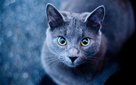 Anime Cat With Green Eyes Wallpapers Wallpaper Cave