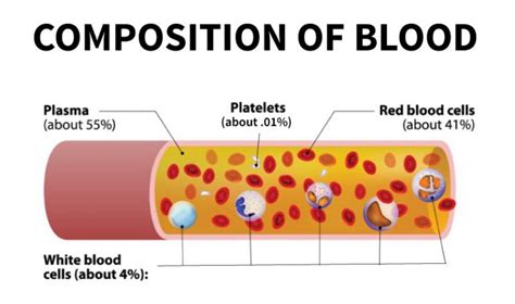 Blood Composition — Stanford Blood Center