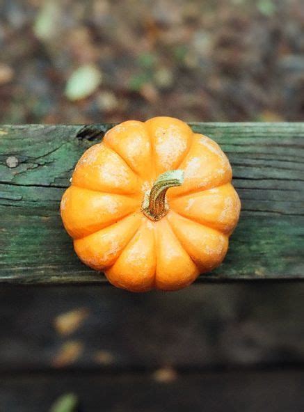 Pin By Irit On איך לעשות Pumpkin Fall Favorites