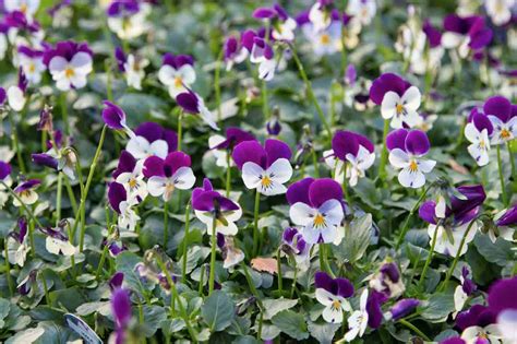 Winter Container Plants Nine Of The Best The English Garden