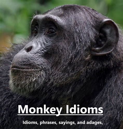 Monkey Idioms Hubpages