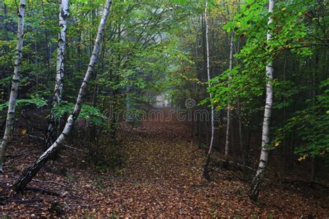 Foggy Magical Autumn Forest With Colorful Trees Stock Photo Image Of