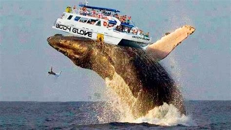 Biggest Whale In The World Chefnipod