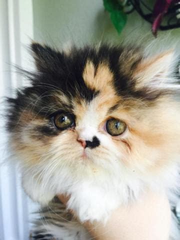 Silver persian kittens for sale doll face persians kittens for sale. Female calico Persian for Sale in Oregon City, Oregon ...