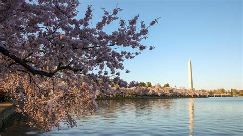 Nps Says Cherry Blossoms Will Reach Peak Bloom During First Week Of