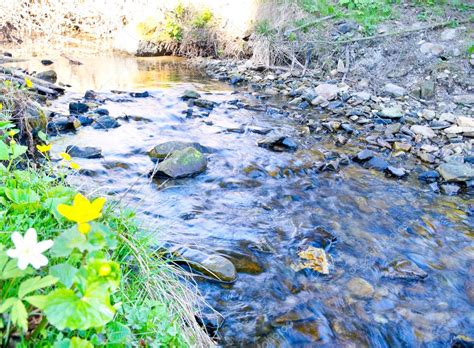 Get notified if it comes to one of your streaming services, like netflix or hulu. Spring flowers near a mountain stream — Stock Photo ...