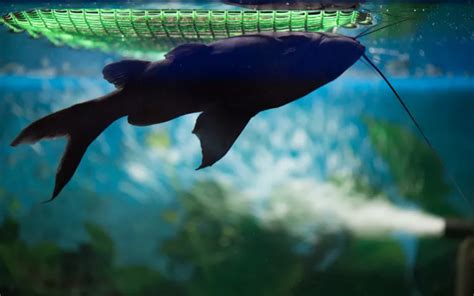 Upside Down Catfish Care Complete Guide For Beginners Aquariumnexus
