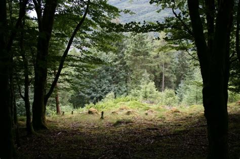 Forest Clearing © Alan Partridge Geograph Britain And Ireland