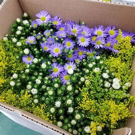 We did not find results for: JetFreshFlowers.com - Wetter Is Better Assorted Aster in ...