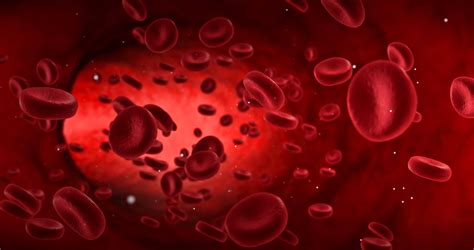 Red Blood Cell Alloimmunisation Womens Health Fact Sheet
