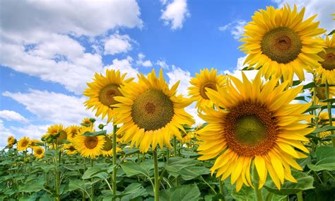 To talk to or write to (someone) at a later time in order to give more information, answer a question, etc. Symbolic Sunflower Meaning and Sunflower Insight on Whats ...